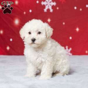 Daisy, Miniature Poodle Puppy